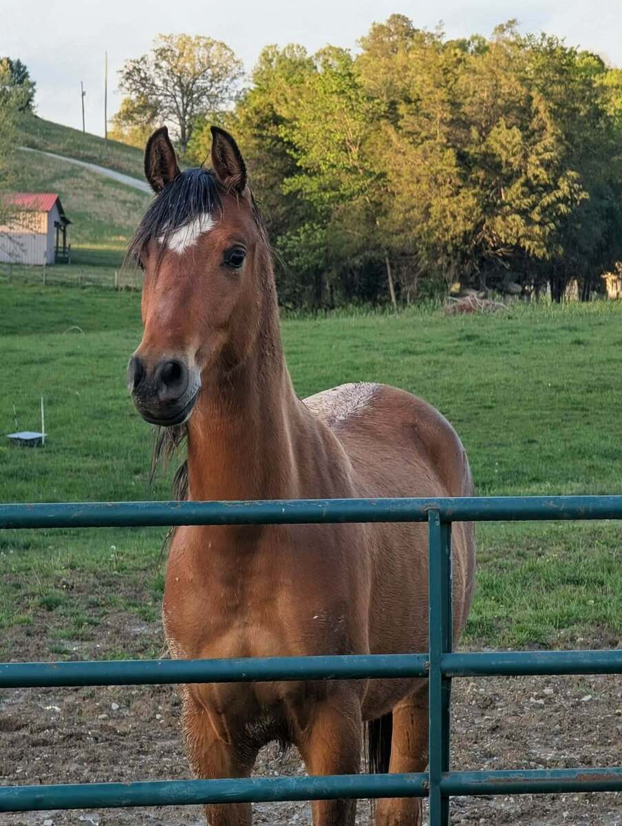 Jabar, 2yo Arabian gelding, 14.3hh