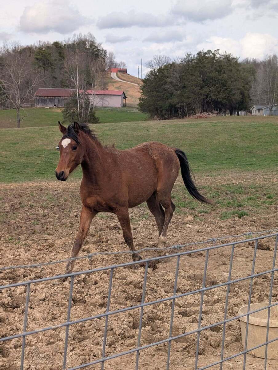 Jabar, 2yo Arabian gelding, 14.3hh