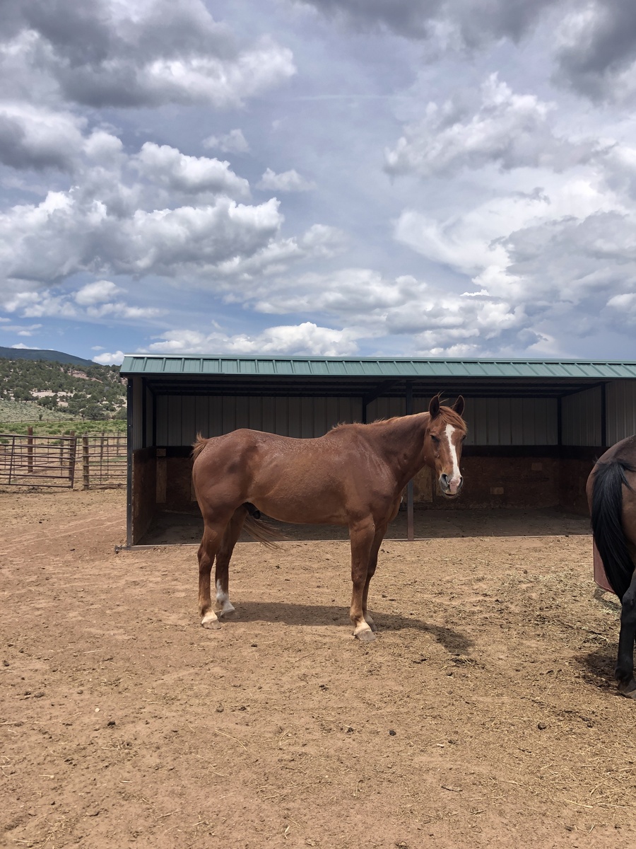 Sage, 19yo gelding, 15.0hh