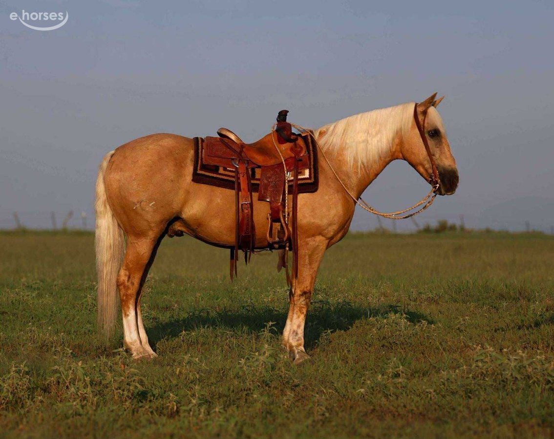 American Quarter Horse, 12yo American Quarter Horse gelding, 15hh