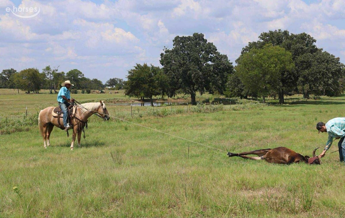 American Quarter Horse, 12yo American Quarter Horse gelding, 15hh