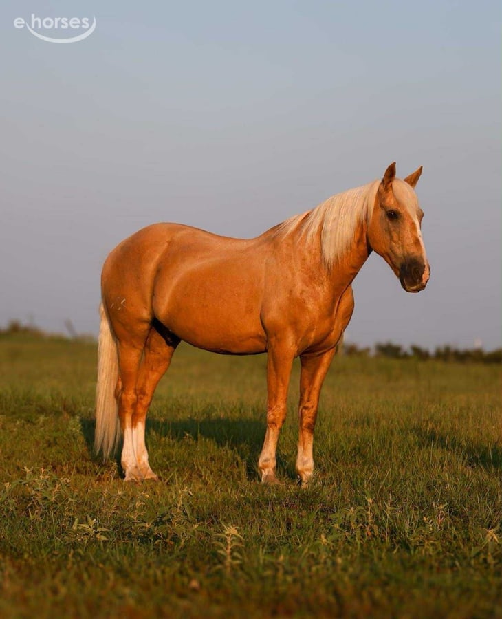 American Quarter Horse, 12yo American Quarter Horse gelding, 15hh
