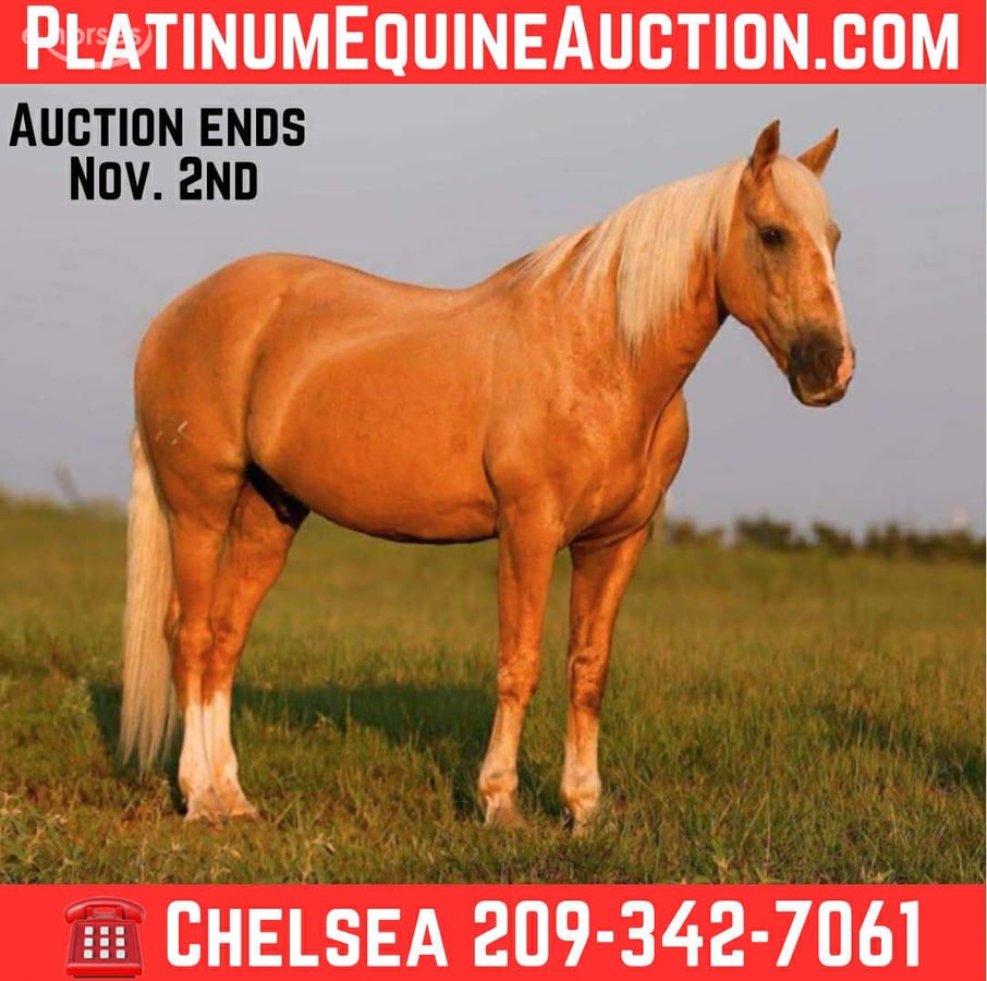 American Quarter Horse, 12yo American Quarter Horse gelding, 15hh