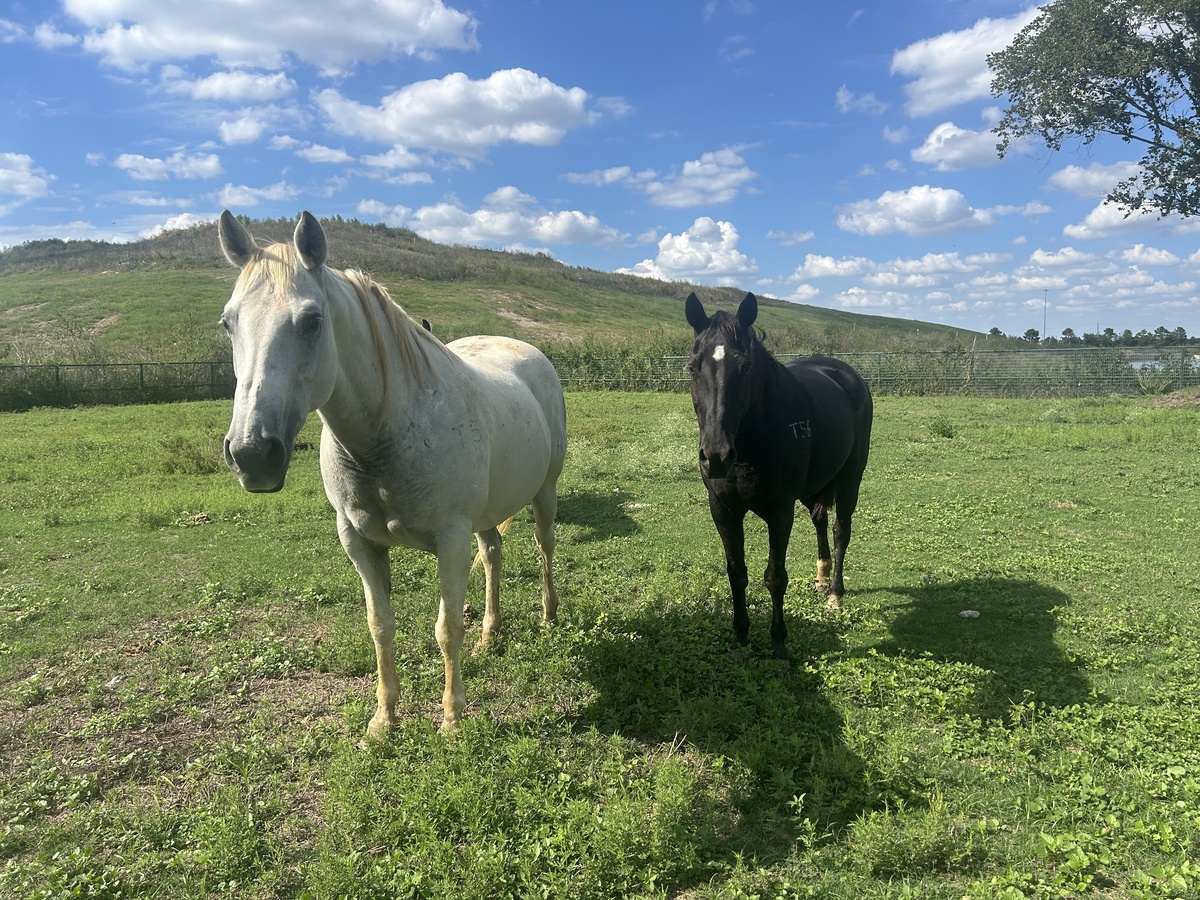 Mitzi, 20yo mare, 14.3hh