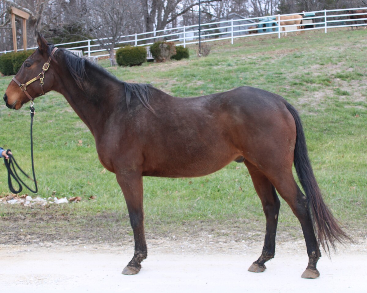 Momoa, 21yo Thoroughbred gelding, 16.2hh
