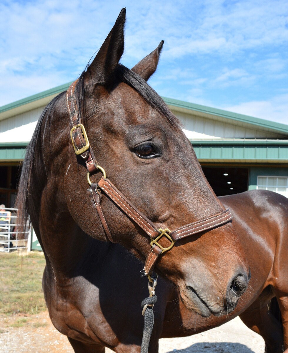 Momoa, 21yo Thoroughbred gelding, 16.2hh