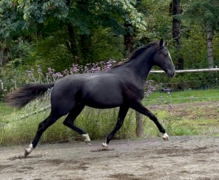 Von Duchess (Duchess), 1yo Dutch Warmblood filly, 15.3hh