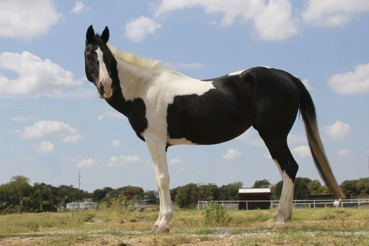 Grace, 22yo American Paint Horse mare, 14.3hh