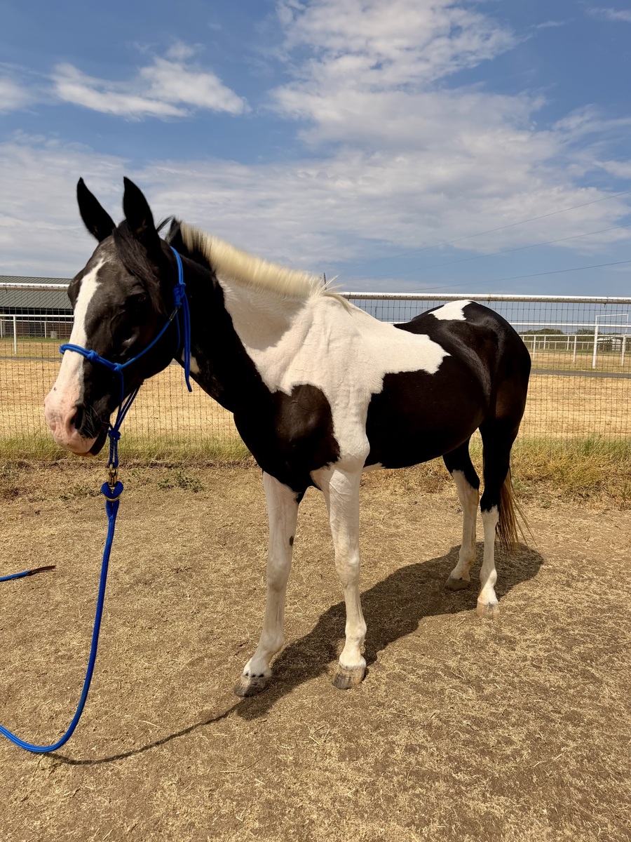 Grace, 22yo American Paint Horse mare, 14.3hh