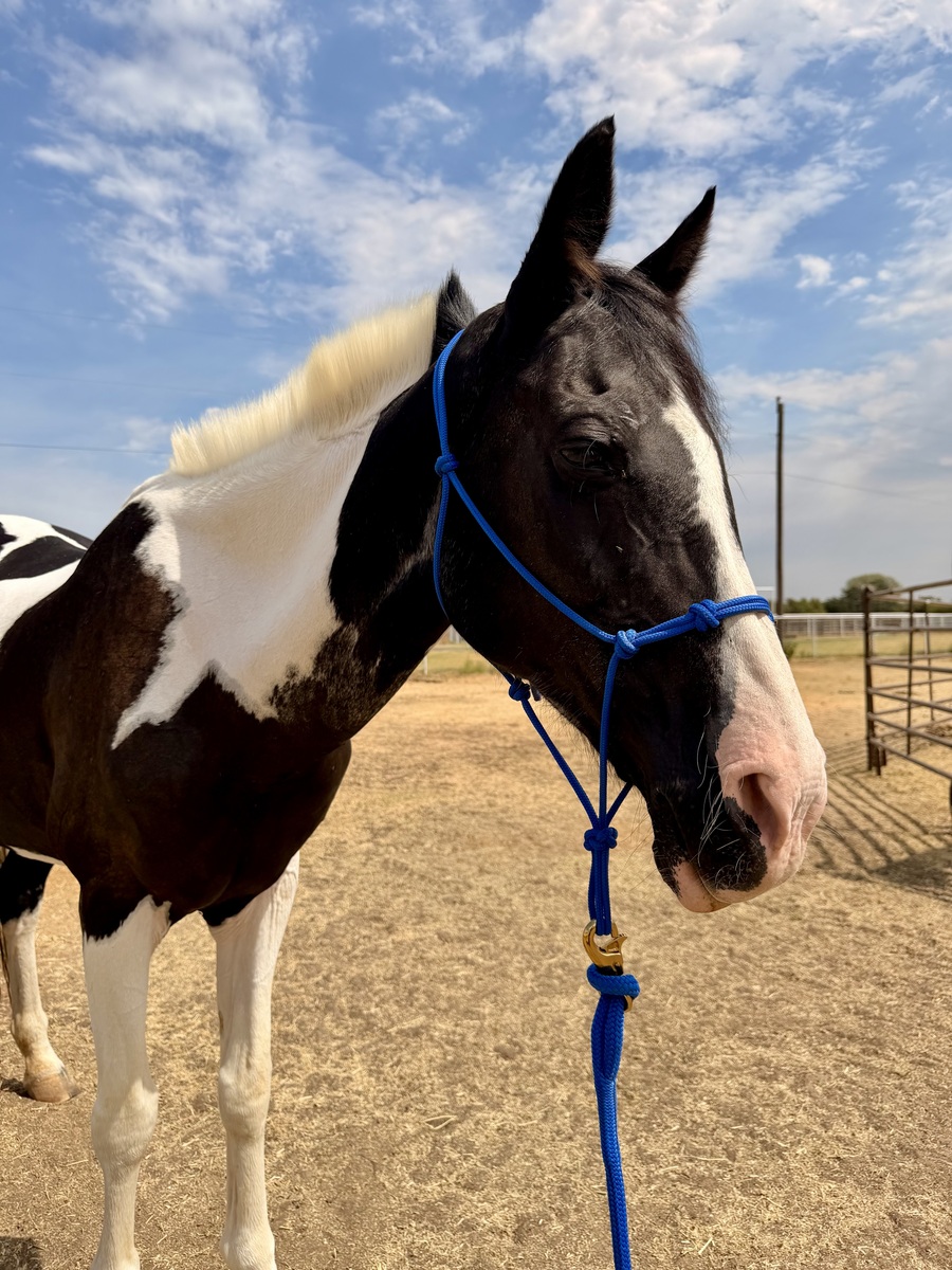 Grace, 22yo American Paint Horse mare, 14.3hh