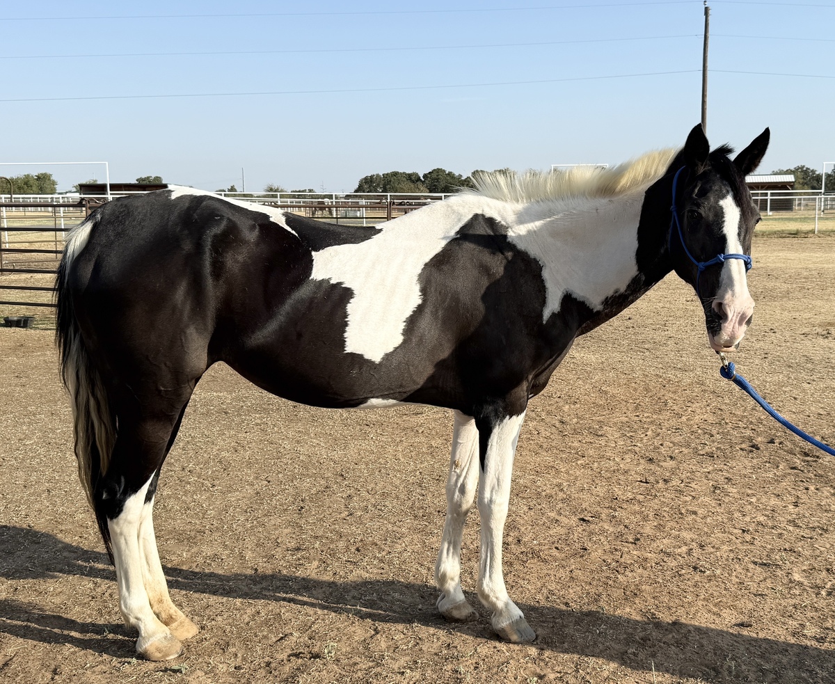 Grace, 22yo American Paint Horse mare, 14.3hh