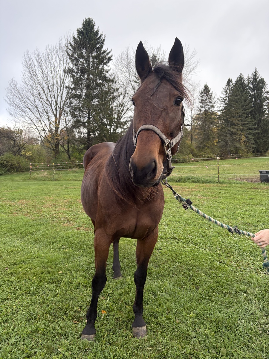 Sophia, 16yo Standardbred mare, 15.1hh