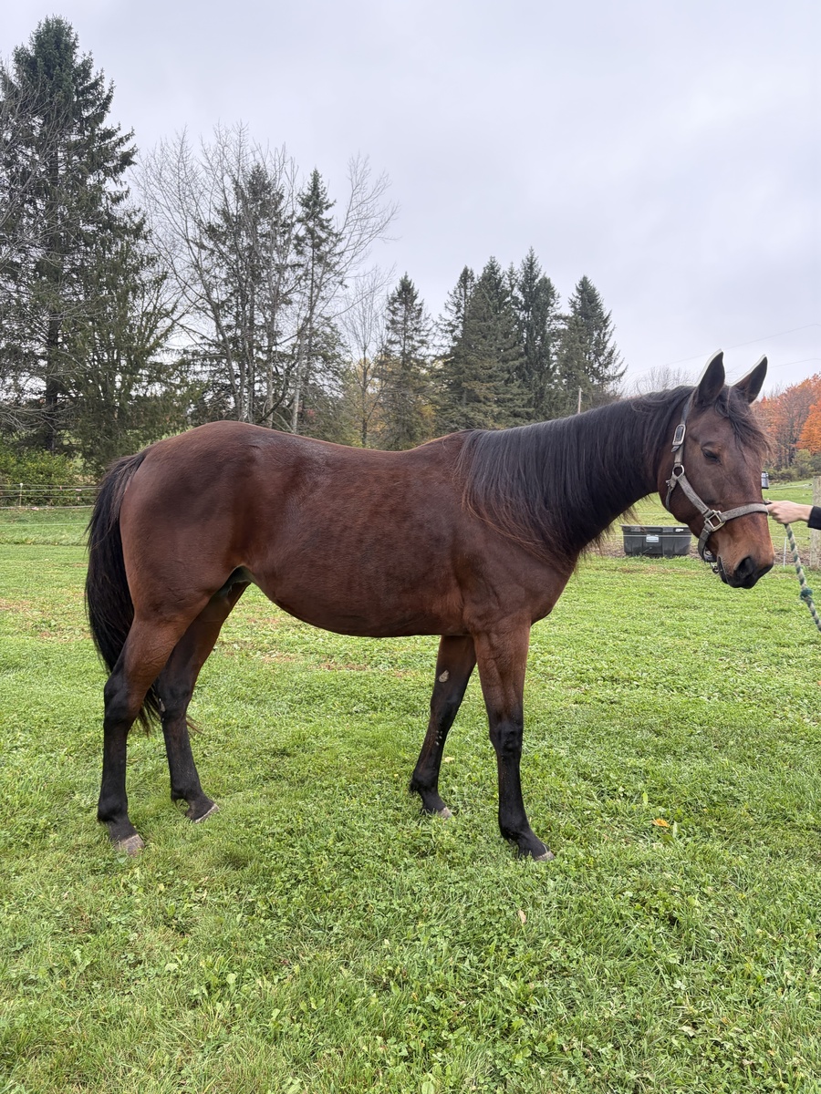 Sophia, 16yo Standardbred mare, 15.1hh