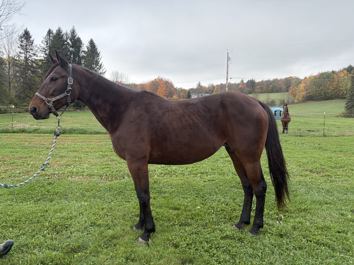 Sophia, 16yo Standardbred mare, 15.1hh