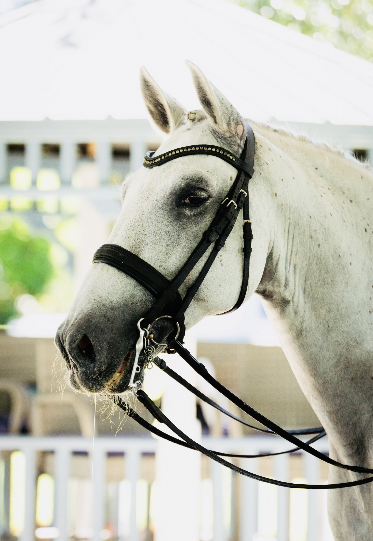 Conocido, 14yo Pura Raza Espanola gelding, 16.1hh