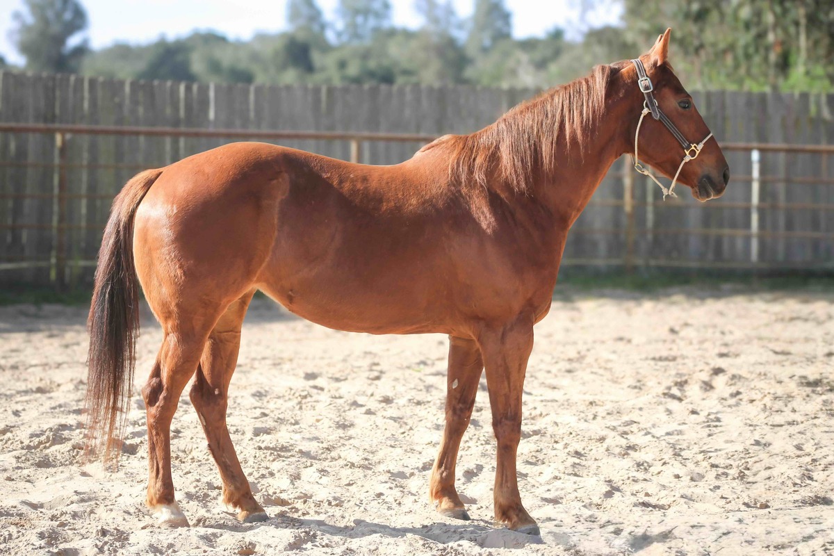 Lolita, 8yo American Quarter Horse mare, 14.3hh