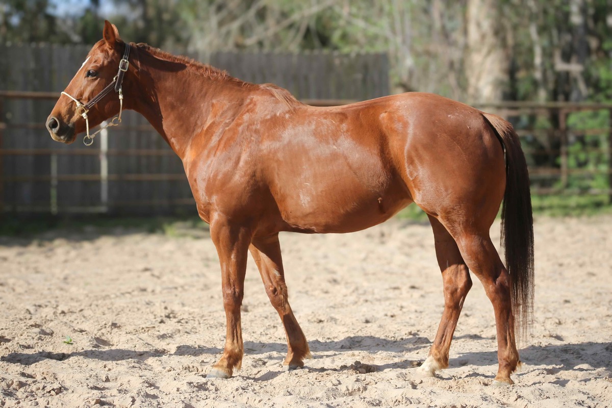 Lolita, 8yo American Quarter Horse mare, 14.3hh
