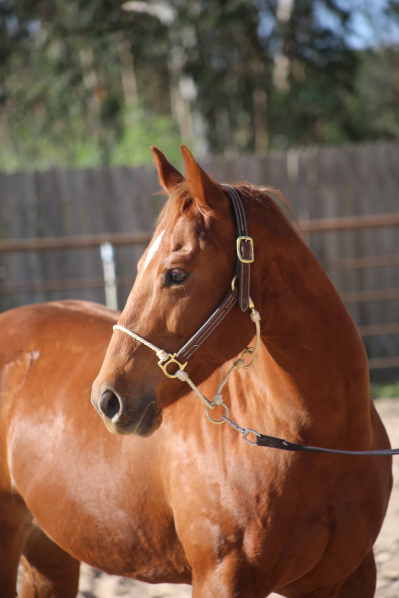 Lolita, 8yo American Quarter Horse mare, 14.3hh