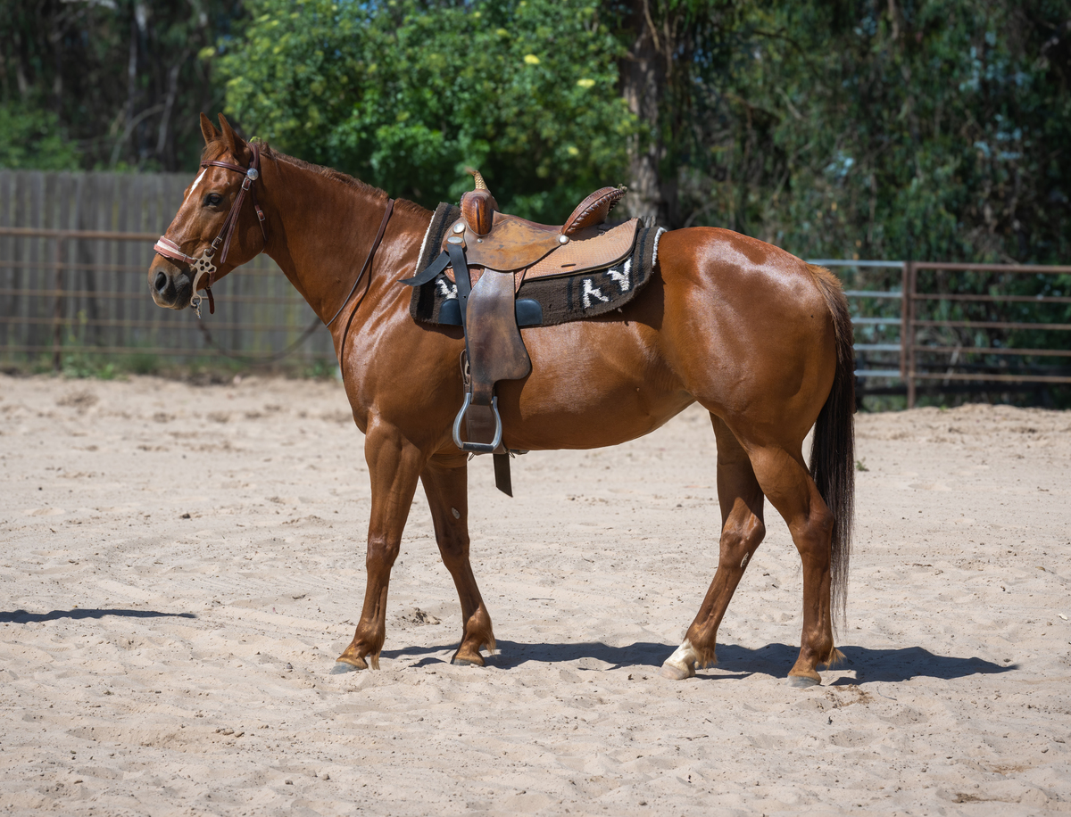 Lolita, 8yo American Quarter Horse mare, 14.3hh