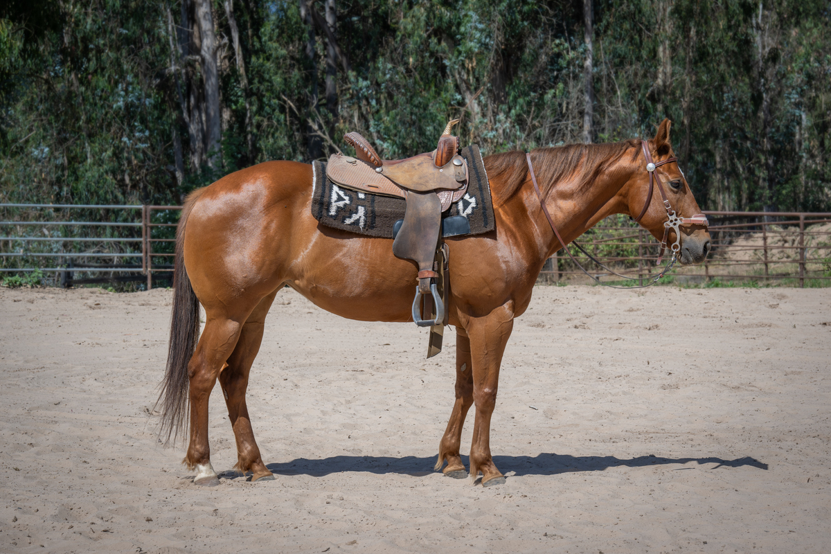 Lolita, 8yo American Quarter Horse mare, 14.3hh