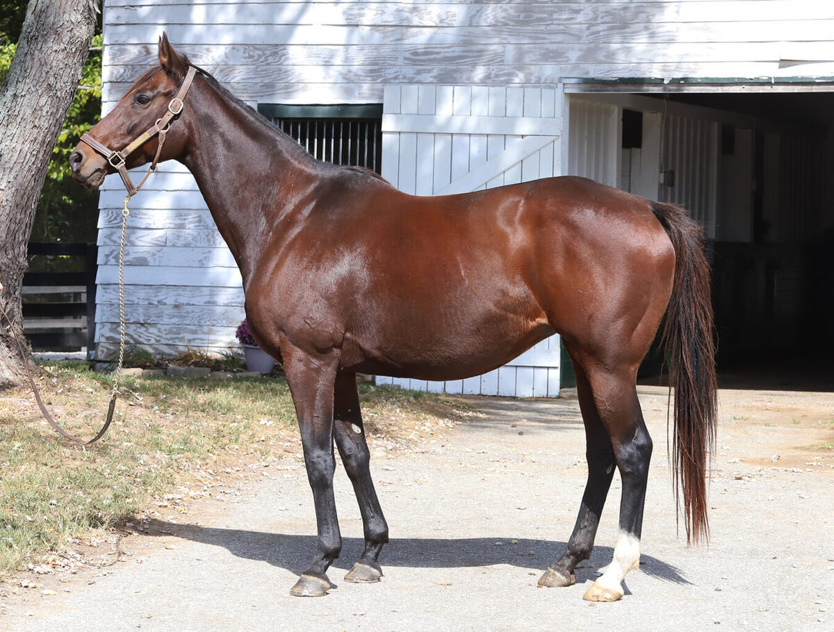 Dial Me, 12yo Thoroughbred mare, 16.0hh
