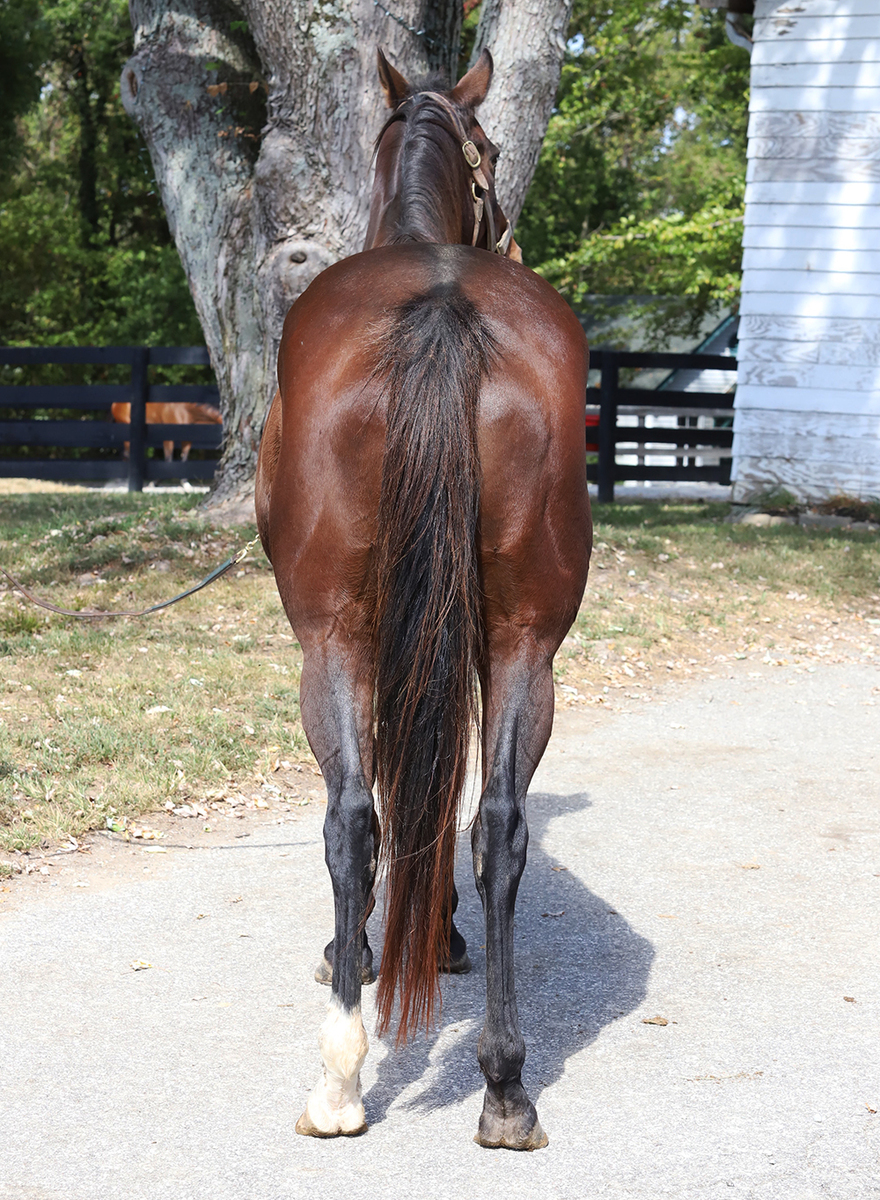 Dial Me, 12yo Thoroughbred mare, 16.0hh