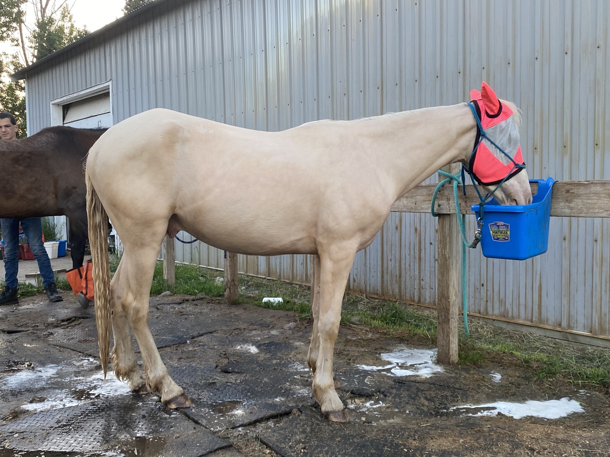 Popcorn, 3yo Mustang gelding, 14.1hh