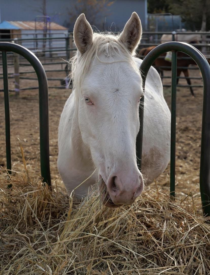 Popcorn, 3yo Mustang gelding, 14.1hh