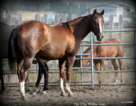 NU CHIC WITHA GUN, 5yo AQHA Quarter Horse mare