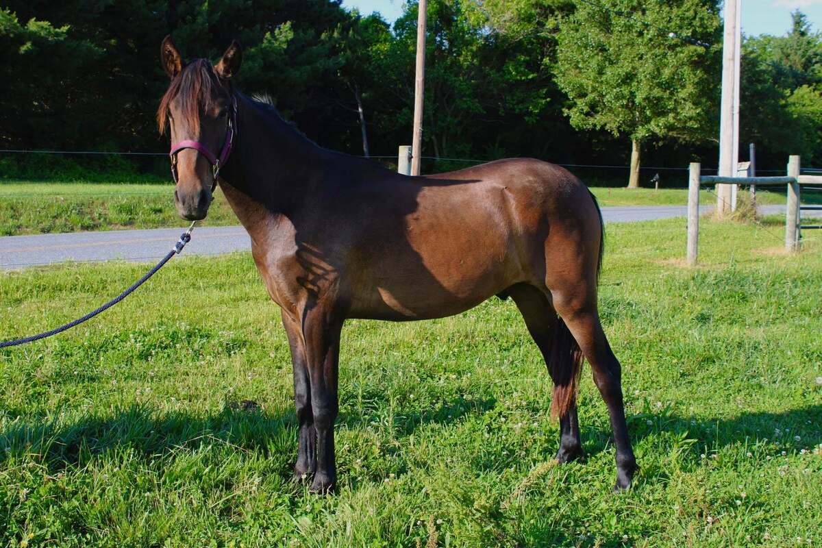 Cornelius, 1yo Other/Morgan/Mustang gelding, 12.2hh
