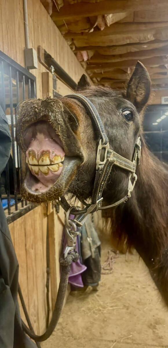 Cornelius, 1yo Other/Morgan/Mustang gelding, 12.2hh