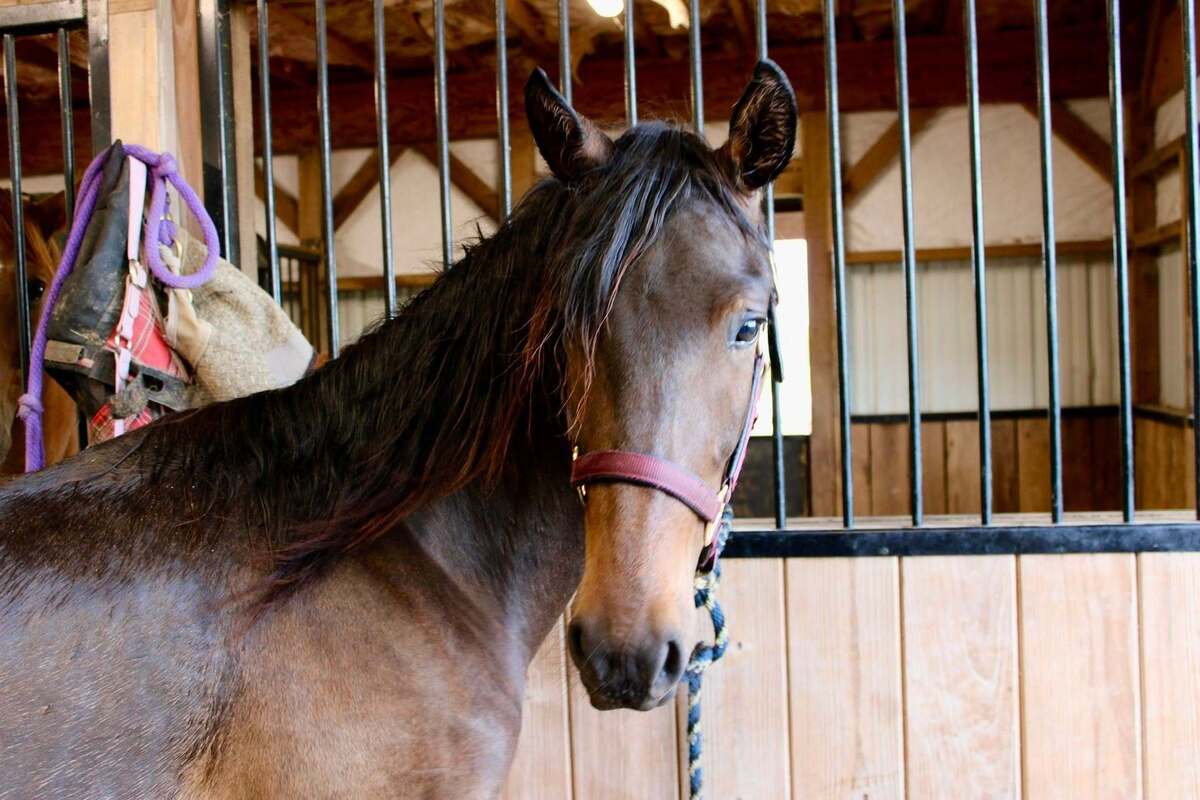 Cornelius, 1yo Other/Morgan/Mustang gelding, 12.2hh