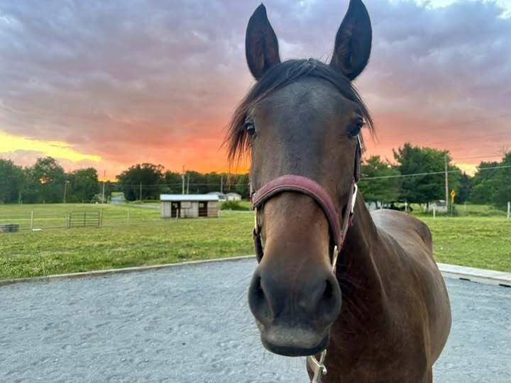 Cornelius, 1yo Other/Morgan/Mustang gelding, 12.2hh