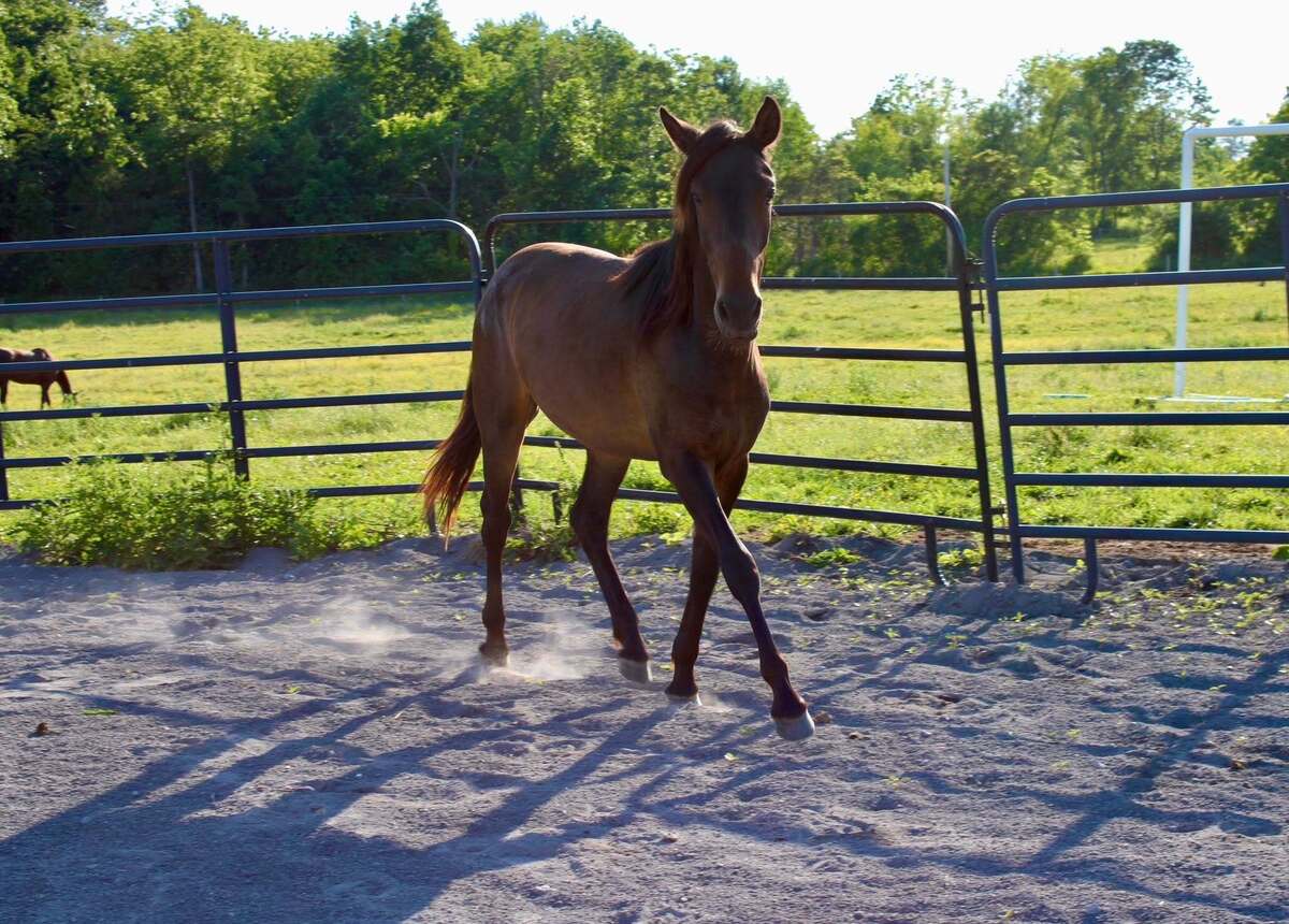 Cornelius, 1yo Other/Morgan/Mustang gelding, 12.2hh