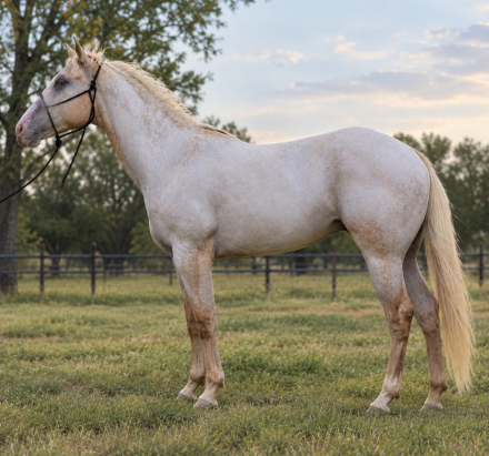 LUNAS GOLDEN NUGGET (Nugget), 4yo Appaloosa gelding, 15.1hh