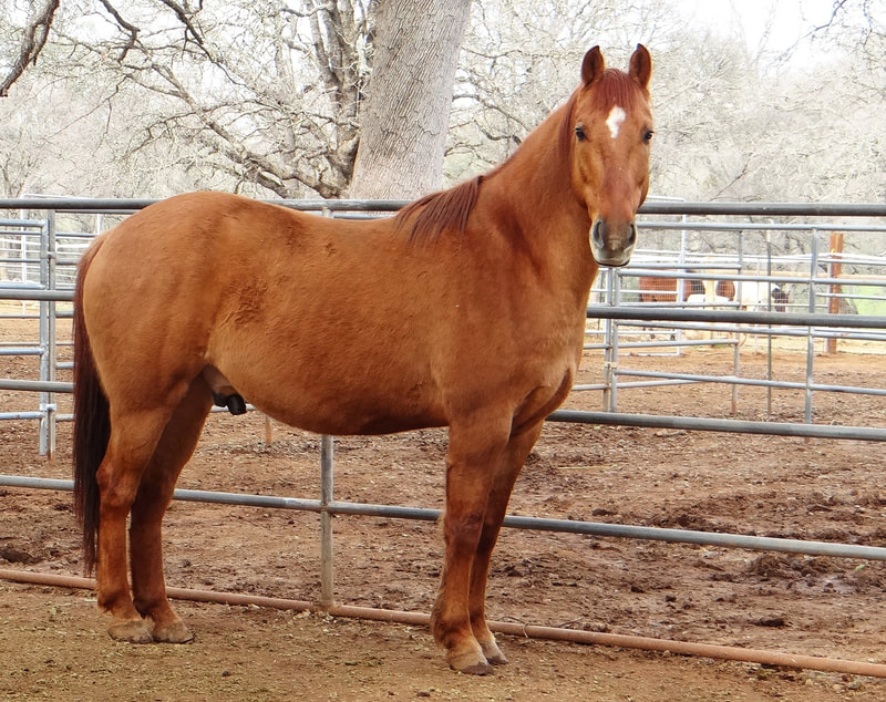 Red, Other gelding, 14.3hh