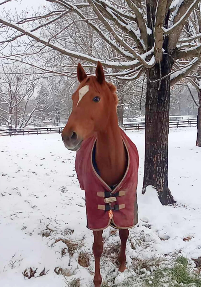 Scarlett, 8yo Thoroughbred mare, 16.1hh