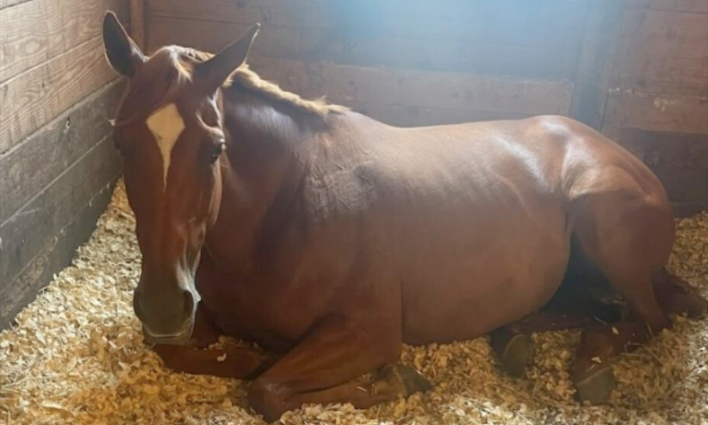 Scarlett, 8yo Thoroughbred mare, 16.1hh