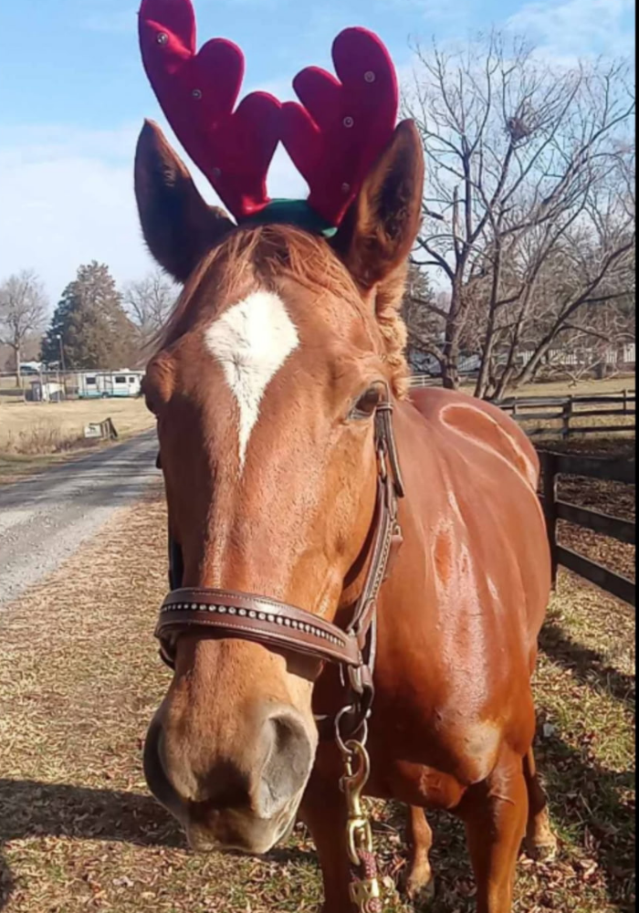 Scarlett, 8yo Thoroughbred mare, 16.1hh