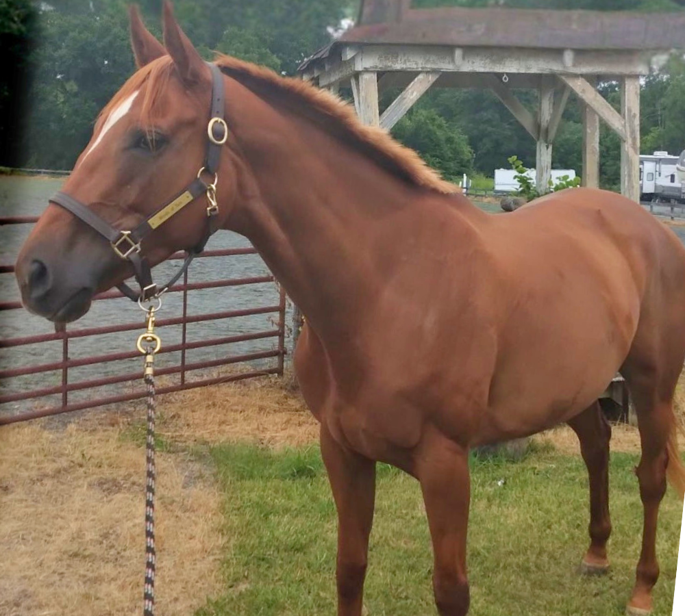 Scarlett, 8yo Thoroughbred mare, 16.1hh
