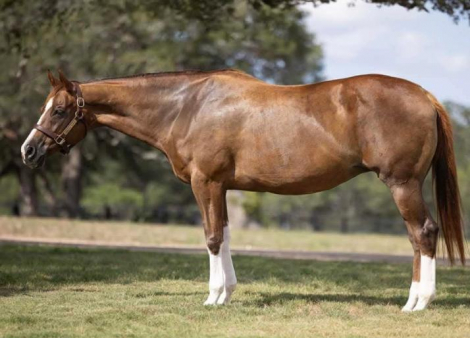 Tailing White Lies (Tails), 14yo APHA Paint AQHA Quarter Horse mare, 16.1hh