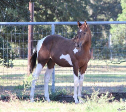 TAILING LAZY LIES (Derek), APHA Paint colt foal