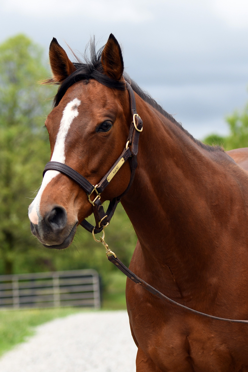 Wailua, 5yo Thoroughbred mare, 15.3hh