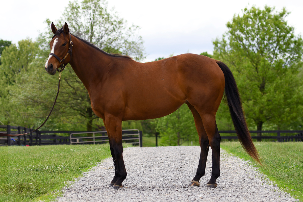 Wailua, 5yo Thoroughbred mare, 15.3hh
