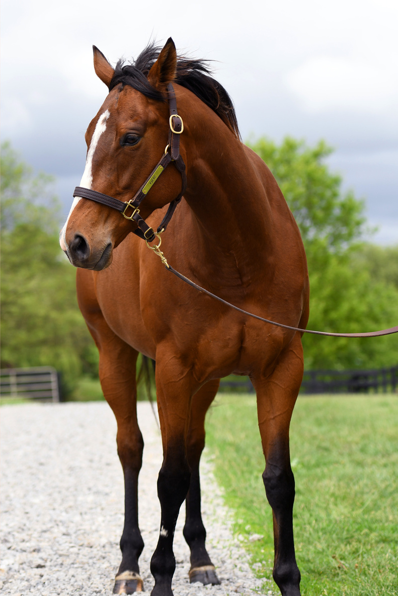 Wailua, 5yo Thoroughbred mare, 15.3hh