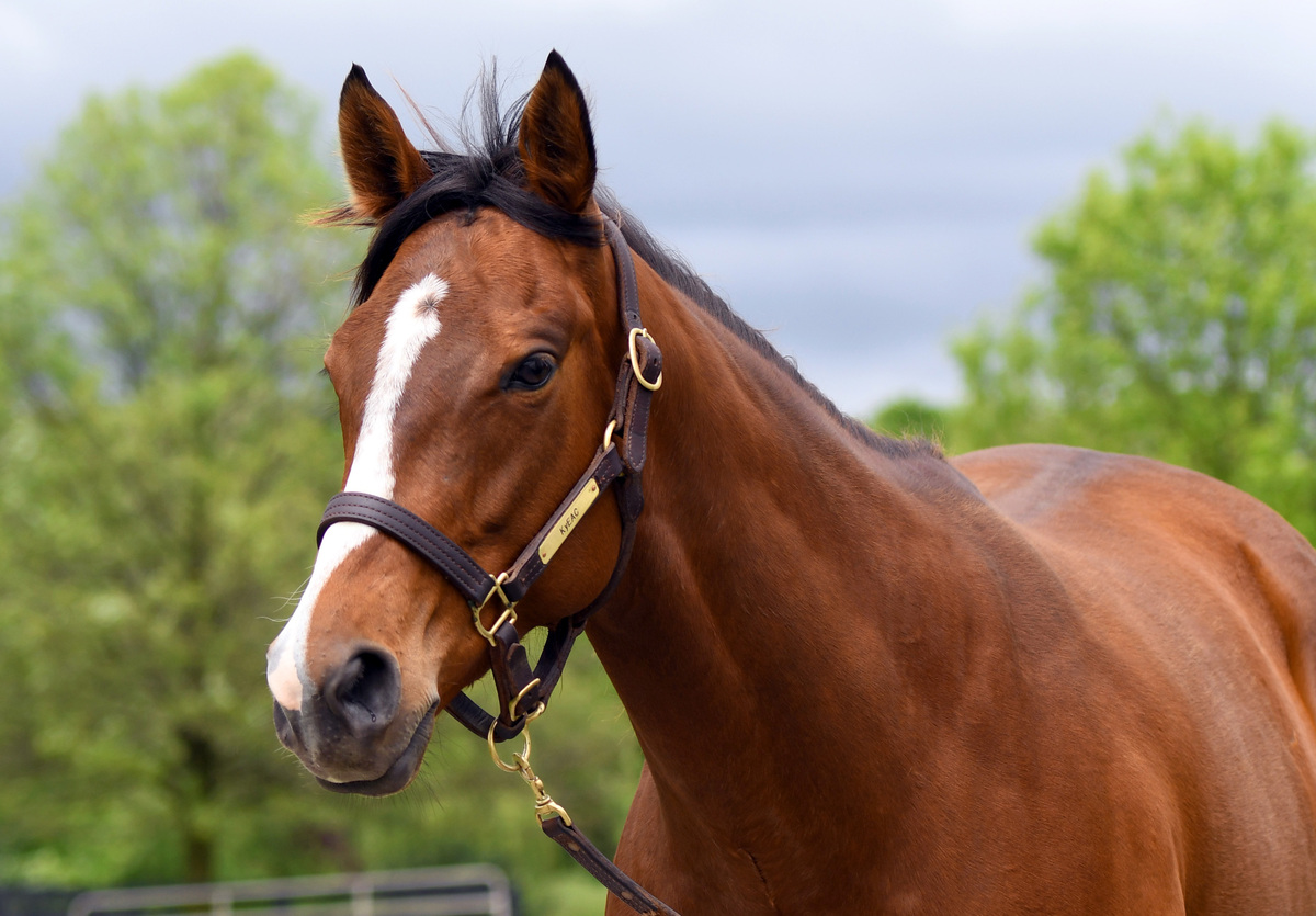Wailua, 5yo Thoroughbred mare, 15.3hh