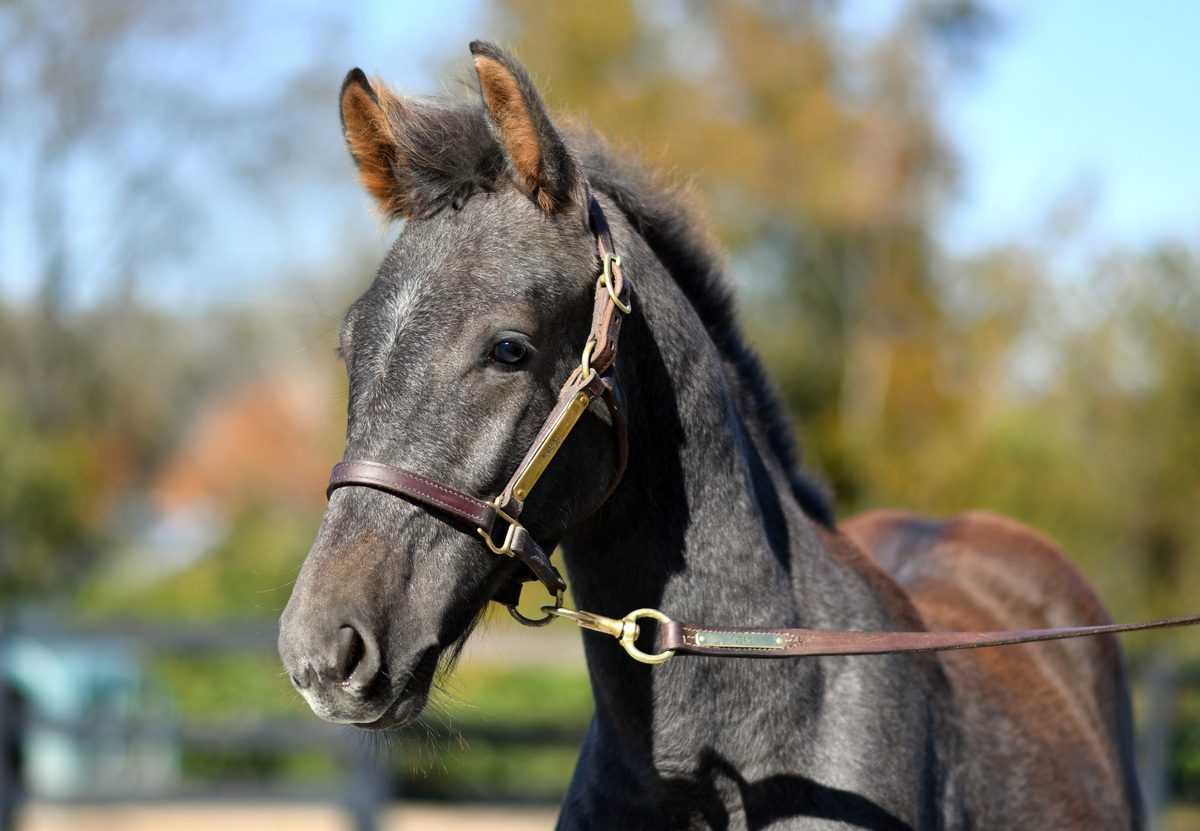 Majestic Prince, Warmblood colt, 12.1hh