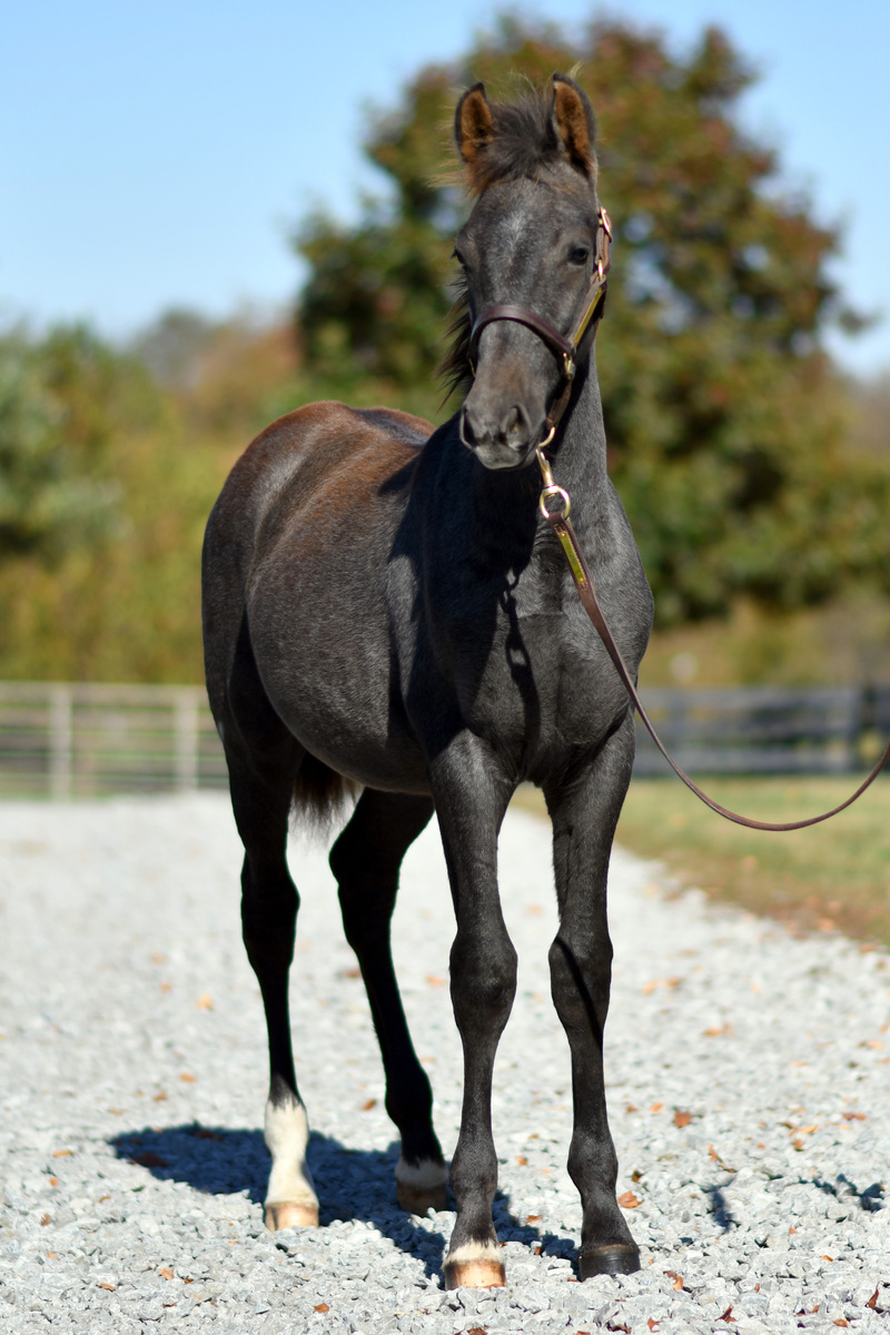 Majestic Prince, Warmblood colt, 12.1hh