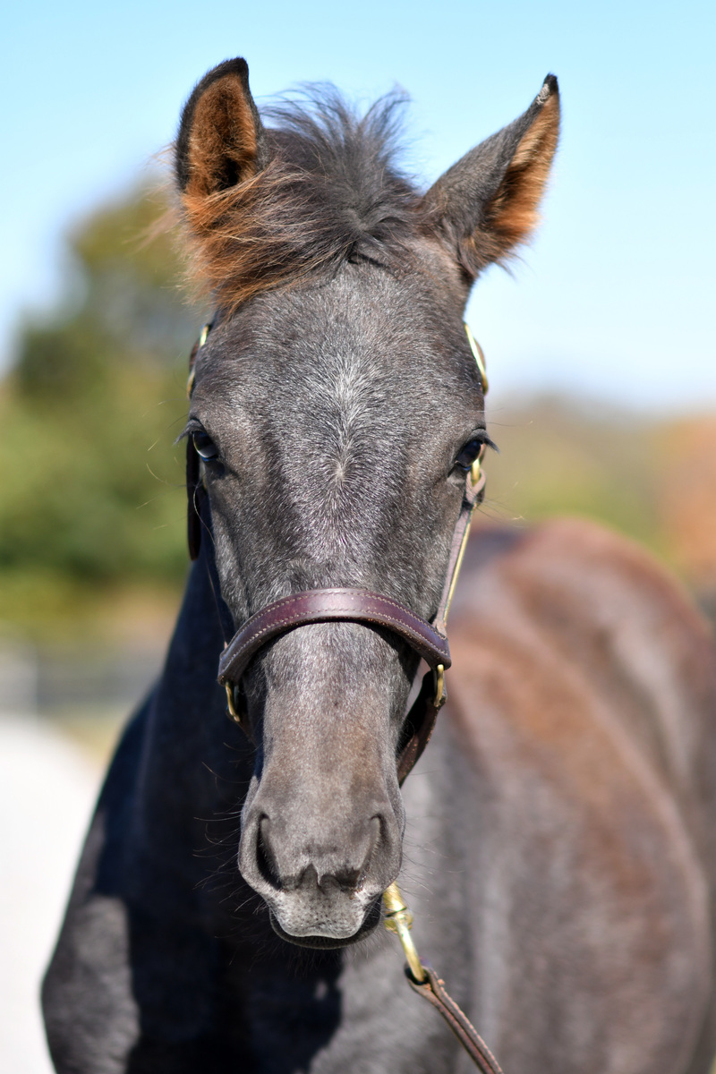Majestic Prince, Warmblood colt, 12.1hh