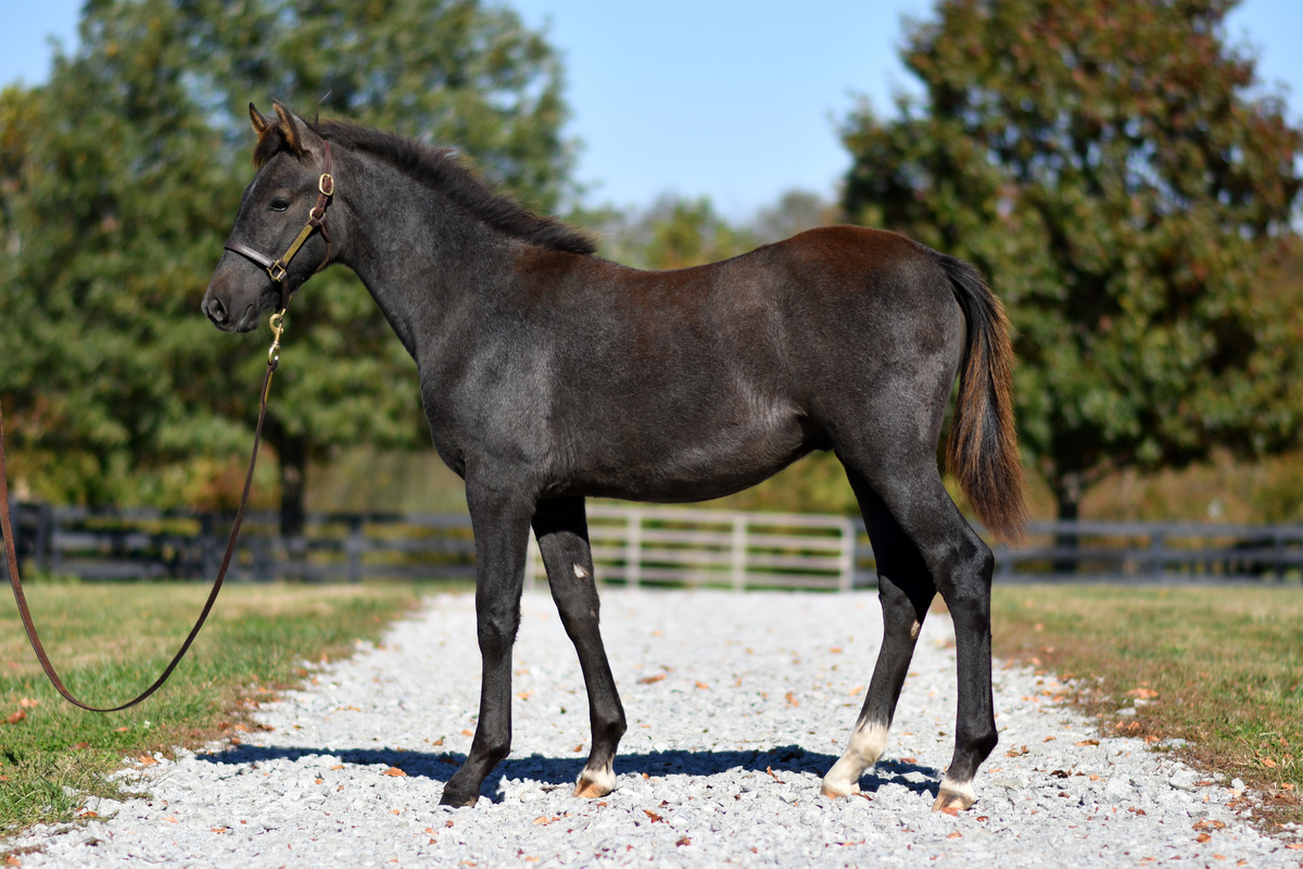 Majestic Prince, Warmblood colt, 12.1hh
